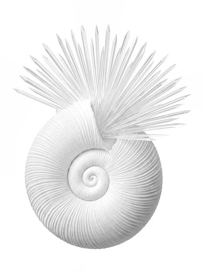 A grayscale coloring page from Unidentified Fauna Objects — a spiraled shell crowned with a fan of crystalline spikes